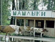 In Russland völlig normal: Kühe vor einer schaschlyk-Bude